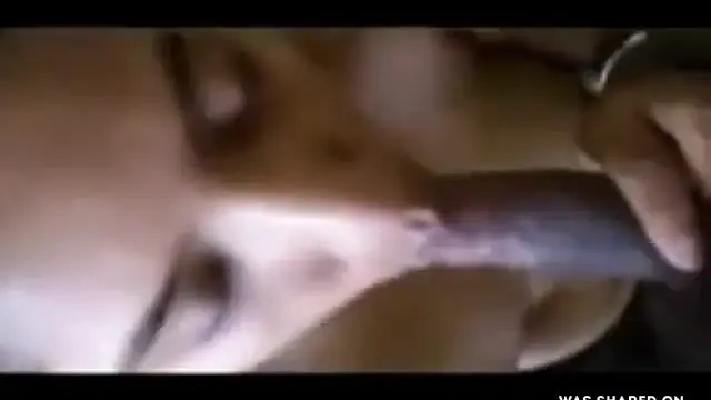 Shy mallu girl gives blowjob